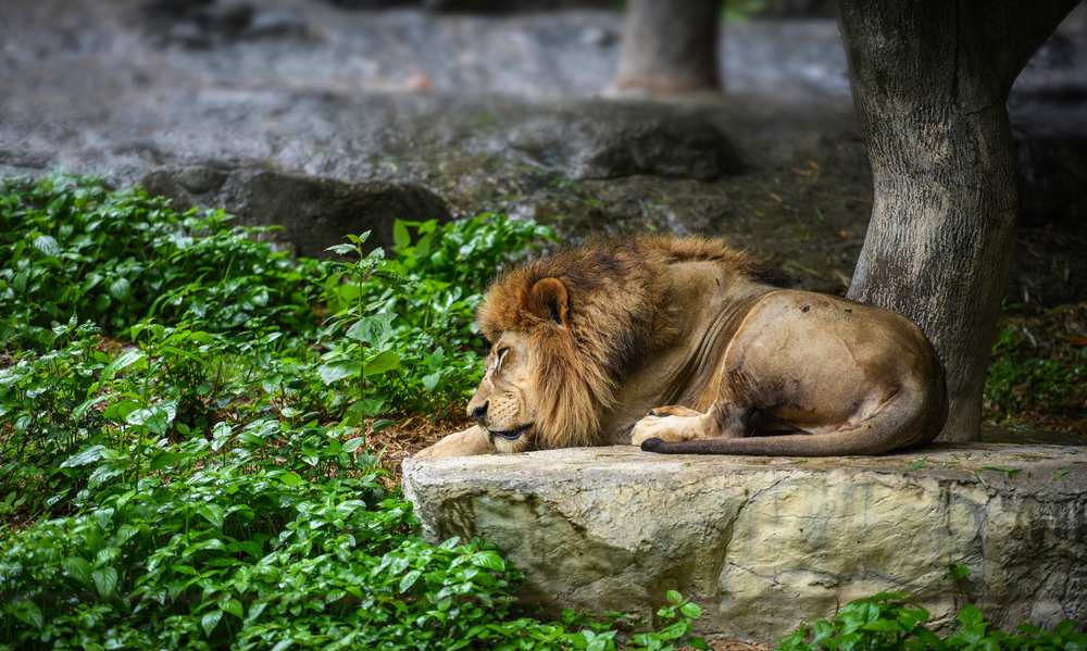 Uma imagem serena de um leão adormecido, exalando tranquilidade e mostrando os momentos de paz na vida de um animal selvagem.