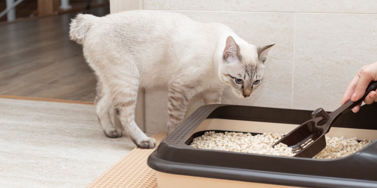 Mão de pessoa removendo e limpando bandeja sanitária de gato