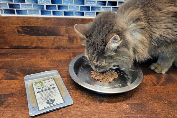 gato comendo ração para gatos molhada