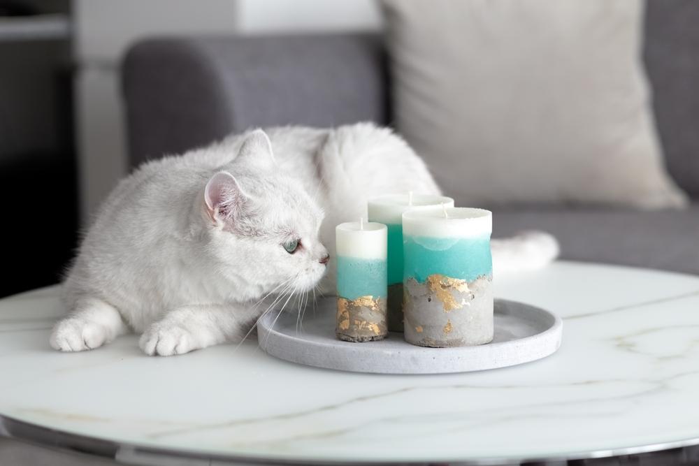 um gato britânico branco em uma sala, de pé sobre uma mesa e cheirando velas com curiosidade, mostrando sua natureza curiosa.