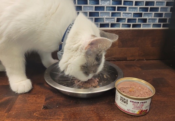 gato gosta de comer ração para gatos molhada