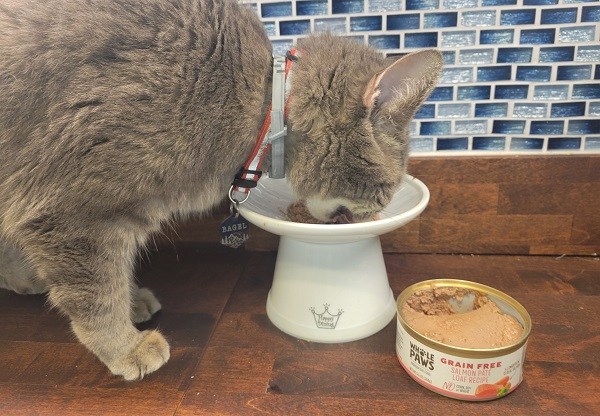 transição de um gato para ração para gatos úmida