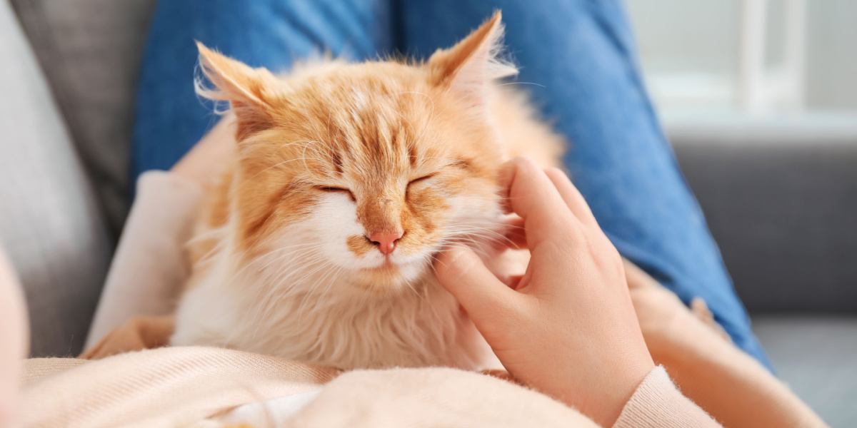 Mulher com gato fofo em casa