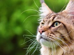 An image highlighting the striking presence of a black tabby Maine Coon cat, with its majestic fur and distinctive tabby markings.