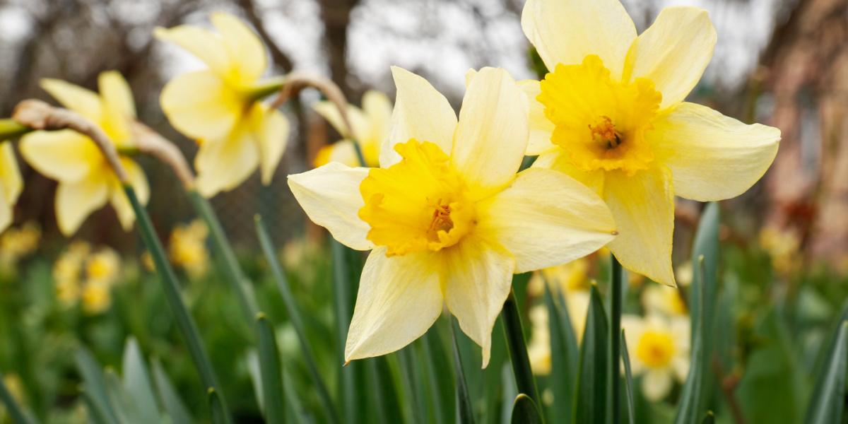 Narcisos vibrantes em plena floração, prosperando em um jardim e adicionando um toque de cor à paisagem.