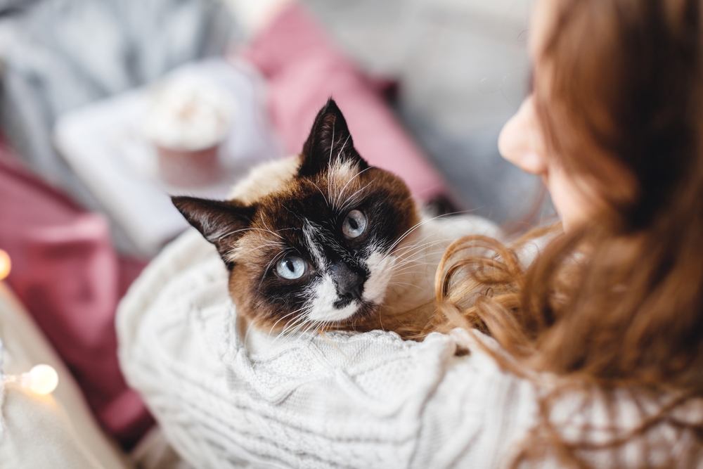 traga o gato para dentro de casa