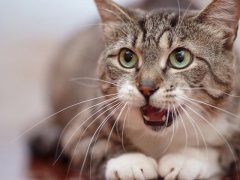 A curious cat with its nose lifted, actively engaged in huffing the scents in its environment, showcasing the keen sense of smell that plays a vital role in a cat's perception of the world.