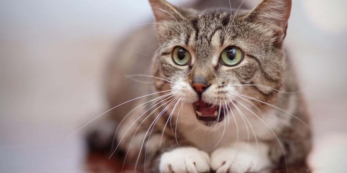 Um gato curioso com o nariz levantado, ativamente empenhado em cheirar os aromas do seu ambiente, demonstrando o olfato apurado que desempenha um papel vital na percepção do mundo de um gato.