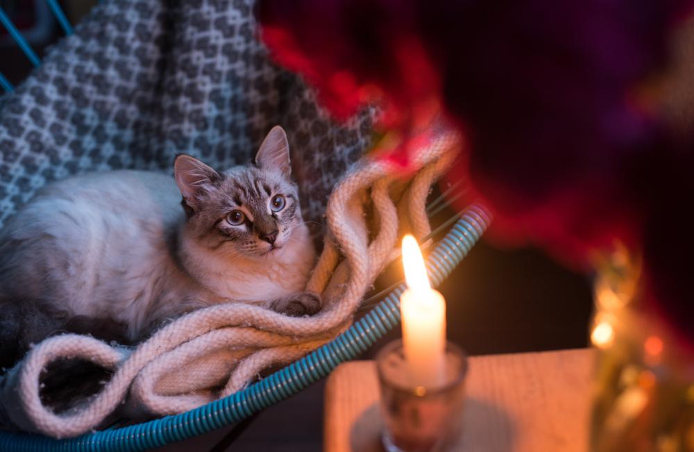 um gato em um cobertor, olhando com curiosidade para a luz bruxuleante das velas, criando um ambiente caloroso e aconchegante.