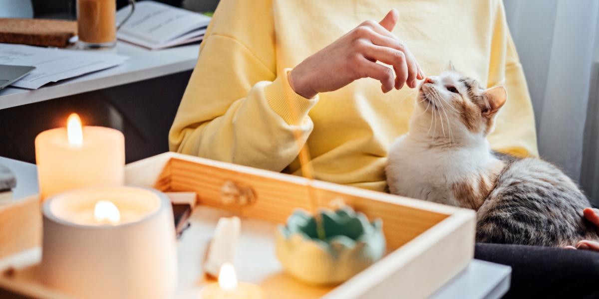 um gato sentado perto de uma mesa com velas acesas, enfatizando o risco potencial de incêndio e a necessidade de cautela.