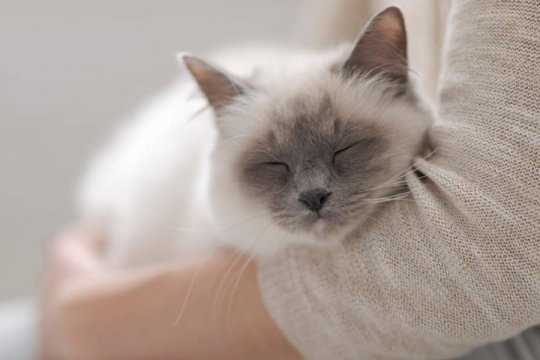 Como Ajudar um Gato com Ansiedade de Separação