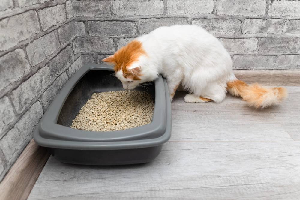 Gato doméstico olhando para a caixa sanitária.