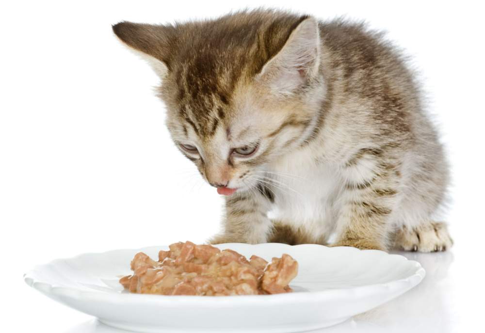 gatinho comendo ração para gatos