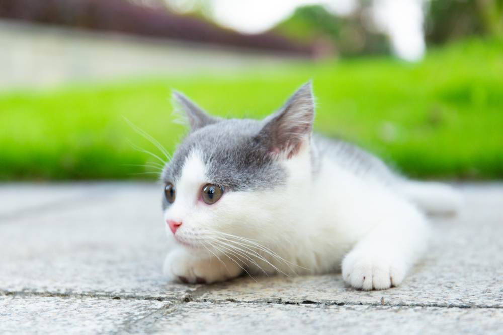 gatinhos agachados no chão de concreto