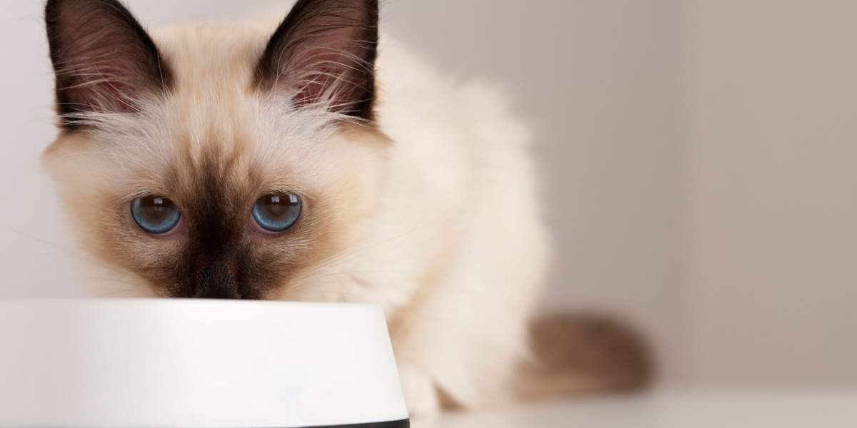 Seal Point Gato Birman, gatinho de 4 meses