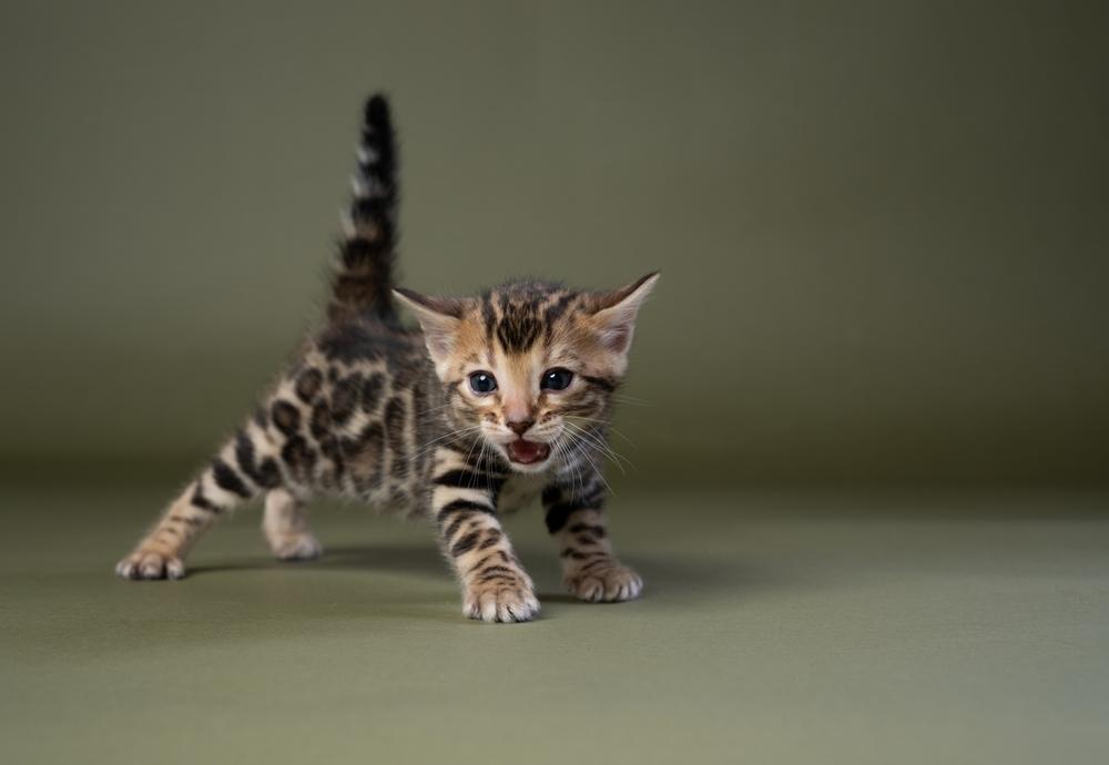 pequeno gatinho de bengala miando