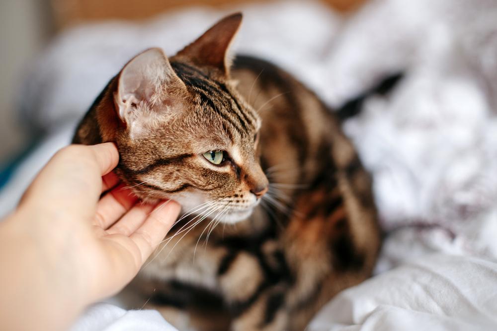 Uma imagem informativa que destaca sinais de estresse em gatos, apresentando imagens de comportamentos e expressões comuns relacionados ao estresse, incentivando os espectadores a compreender e cuidar melhor do bem-estar de seus companheiros felinos.