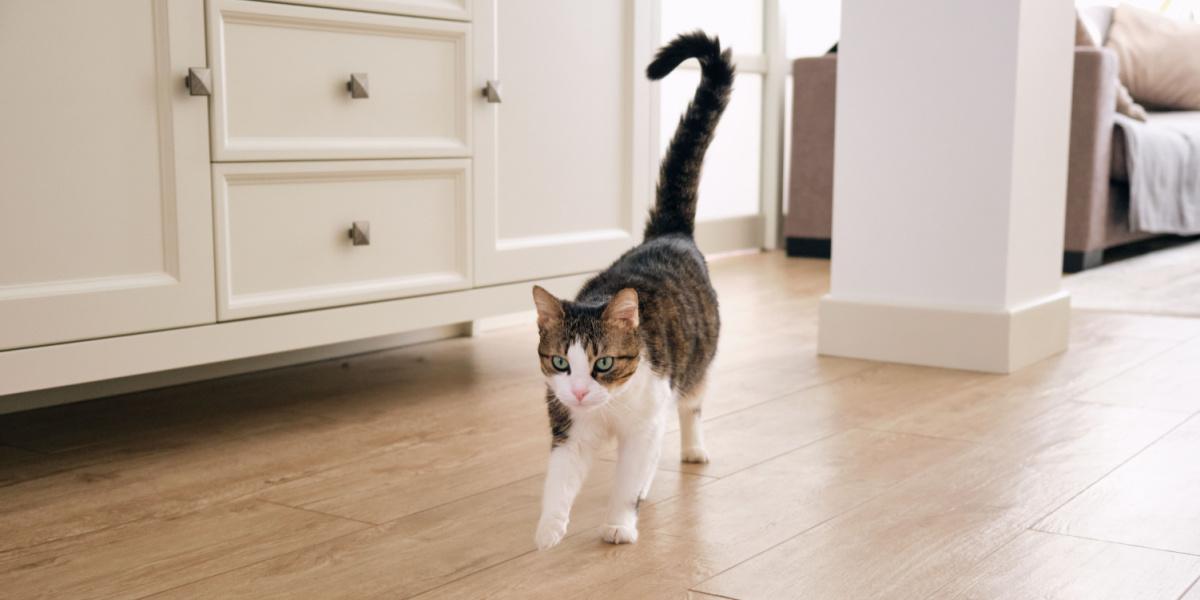 o gato corre com o rabo levantado