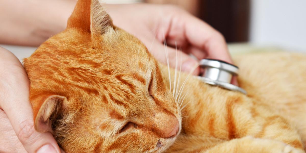 Uma imagem retratando um veterinário realizando um check-up em um gato