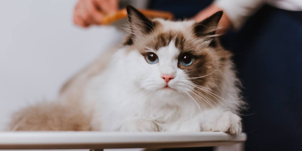 Imagem de uma mulher penteando um gato Ragdoll, demonstrando o cuidado e a atenção que esses carinhosos felinos merecem