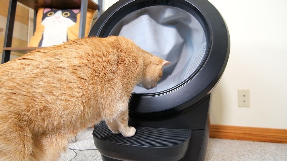 Um gato parado na frente de um Litter Robot 4