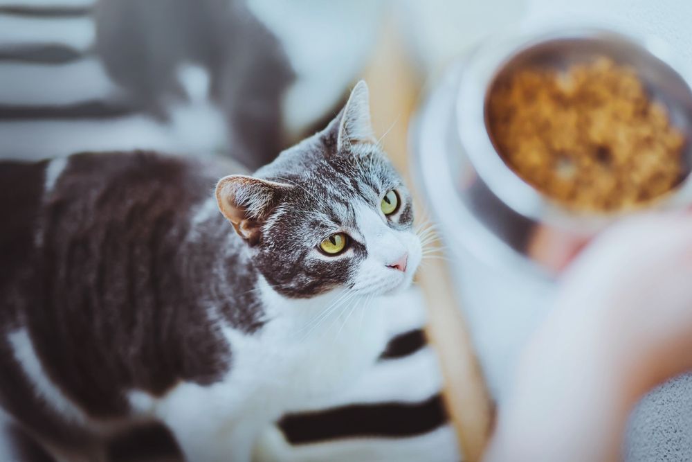 Adorável gato doméstico listrado com olhos amarelos olhando para uma tigela de comida