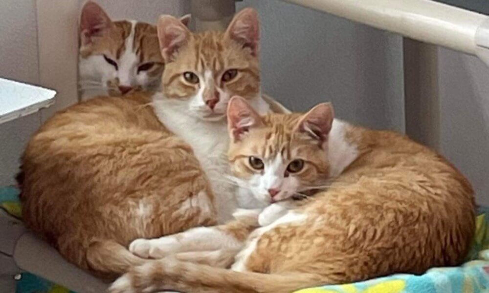 Três gatos adoráveis sentados juntos em fila: Daria na frente, Boey no meio e Cricket atrás