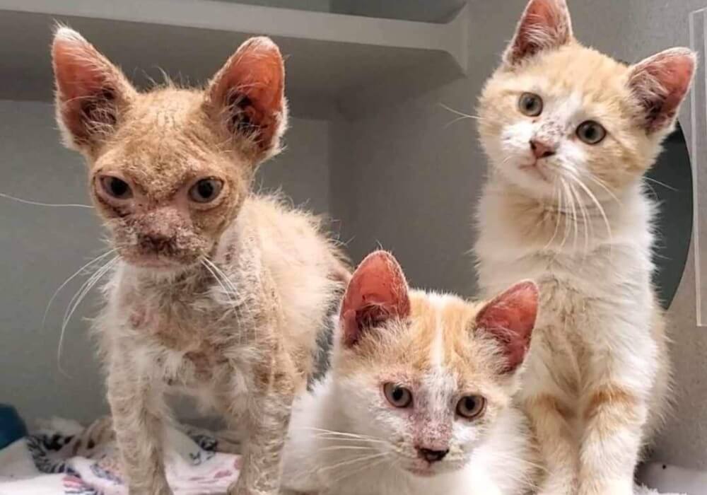 Três gatos fofos chamados Boey, Cricket e Daria, sentados lado a lado.