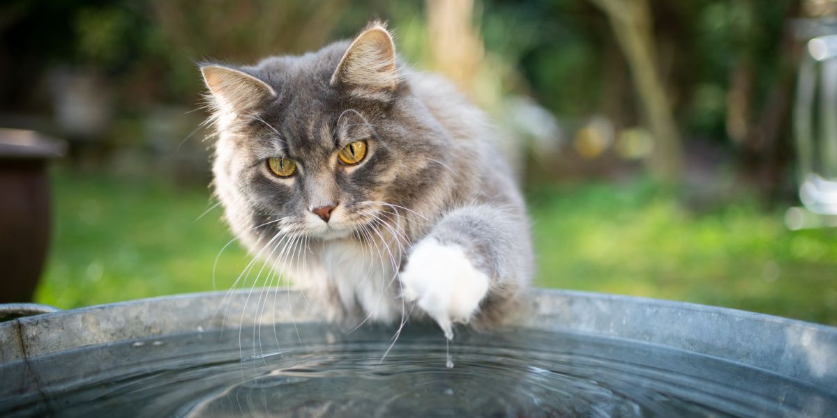 Gato malhado azul e Maine Coon branco interagindo divertidamente com a água