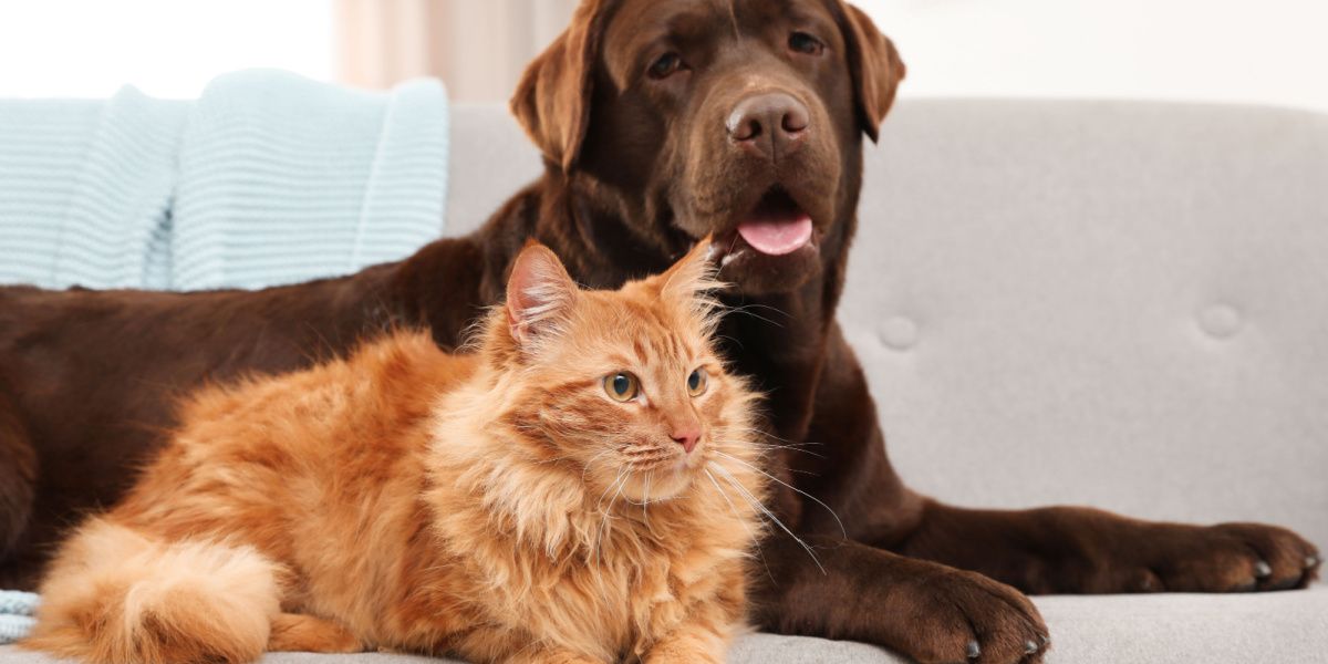 Gato e cachorro juntos no sofá