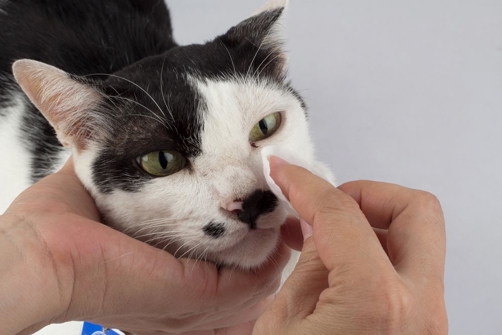 Imagem que descreve o processo de limpeza dos olhos de um gato com lenços umedecidos