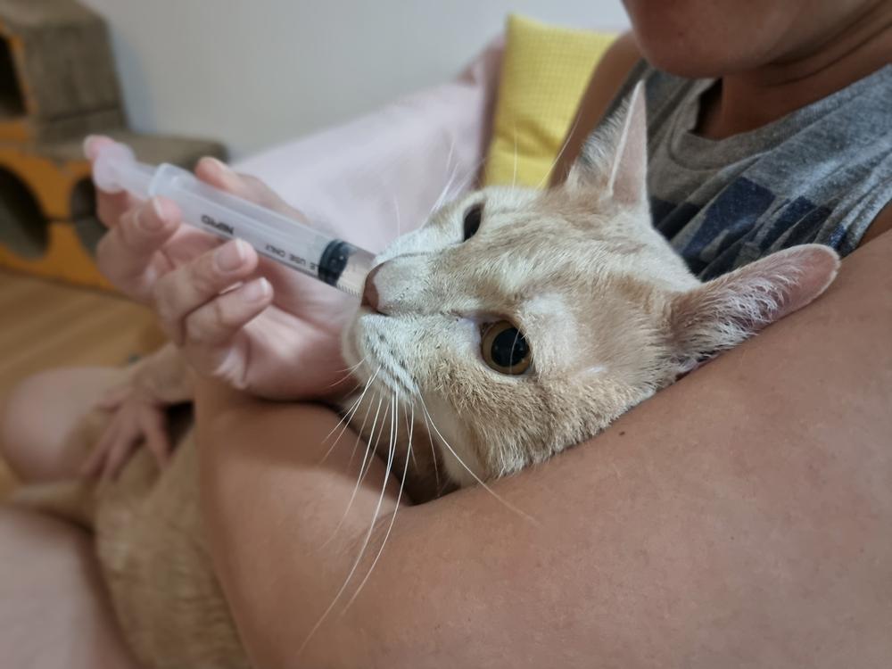 Orbax para gatos: close-up do rosto de um gato enquanto seu dono administra remédio líquido