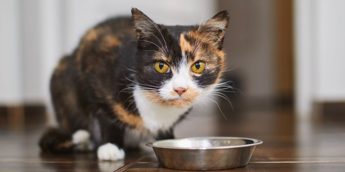 Gato marrom fofo comendo em uma tigela de metal em casa