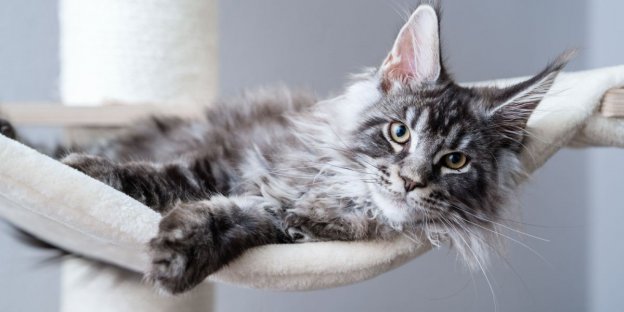 Os 175 Melhores nomes de gatos maine coon