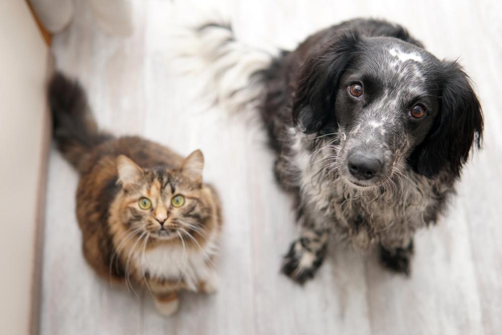 Cachorro e gato sentam no chão