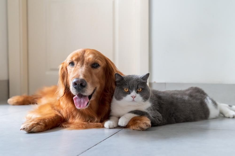 Golden Retriever e British Shorthair se dão bem