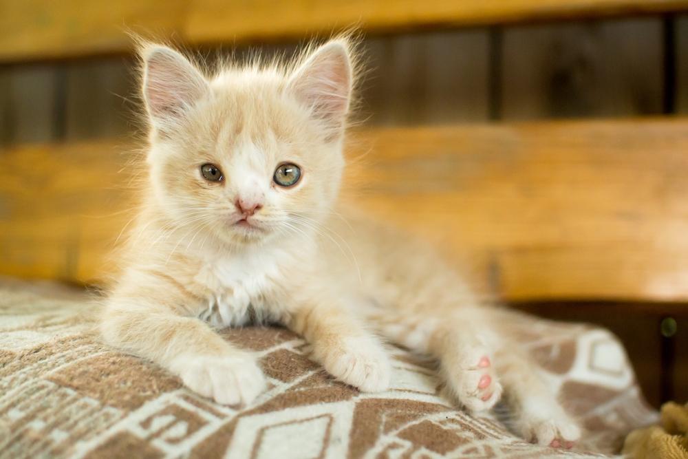 Gatinho com defeito de nascença, destacando a singularidade e os cuidados especiais frequentemente necessários para esses felinos