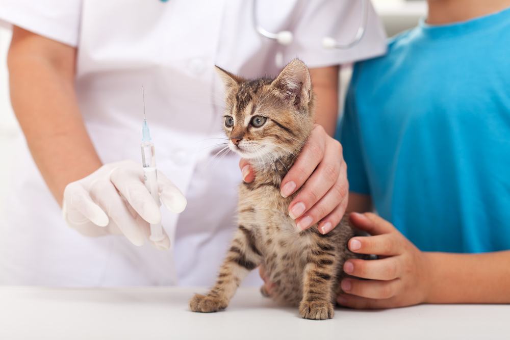 Gatinho no veterinário - tomando vacina