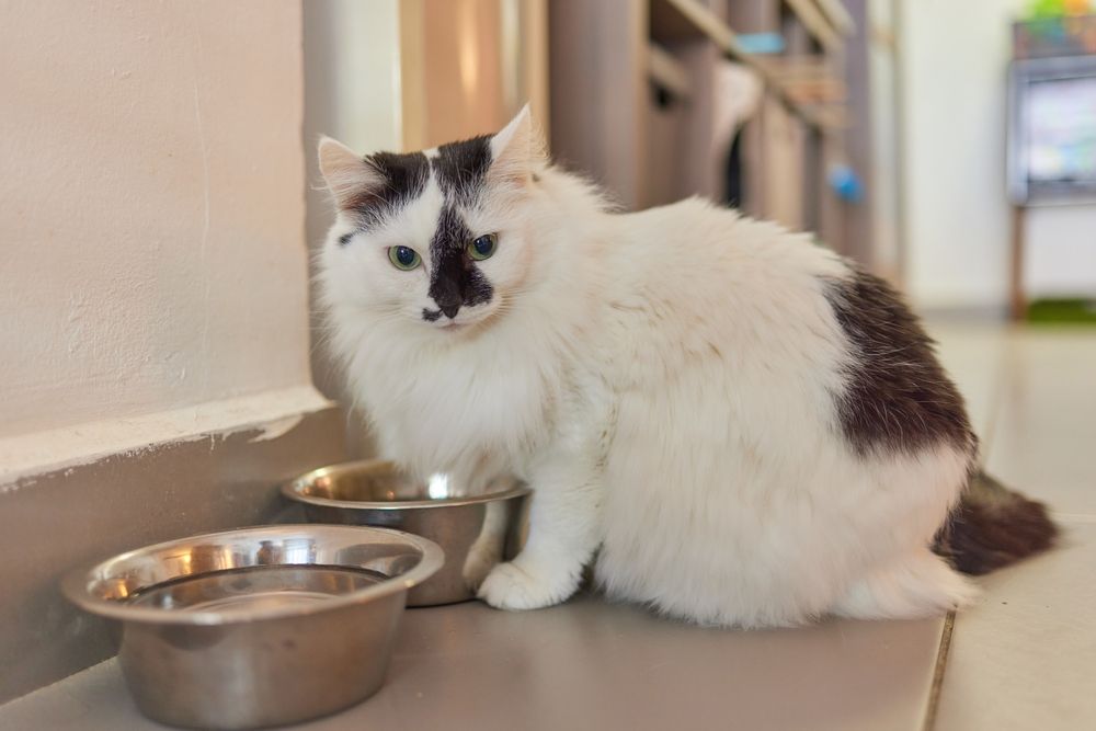 Gato Maine Coon posicionado perto de uma tigela de água