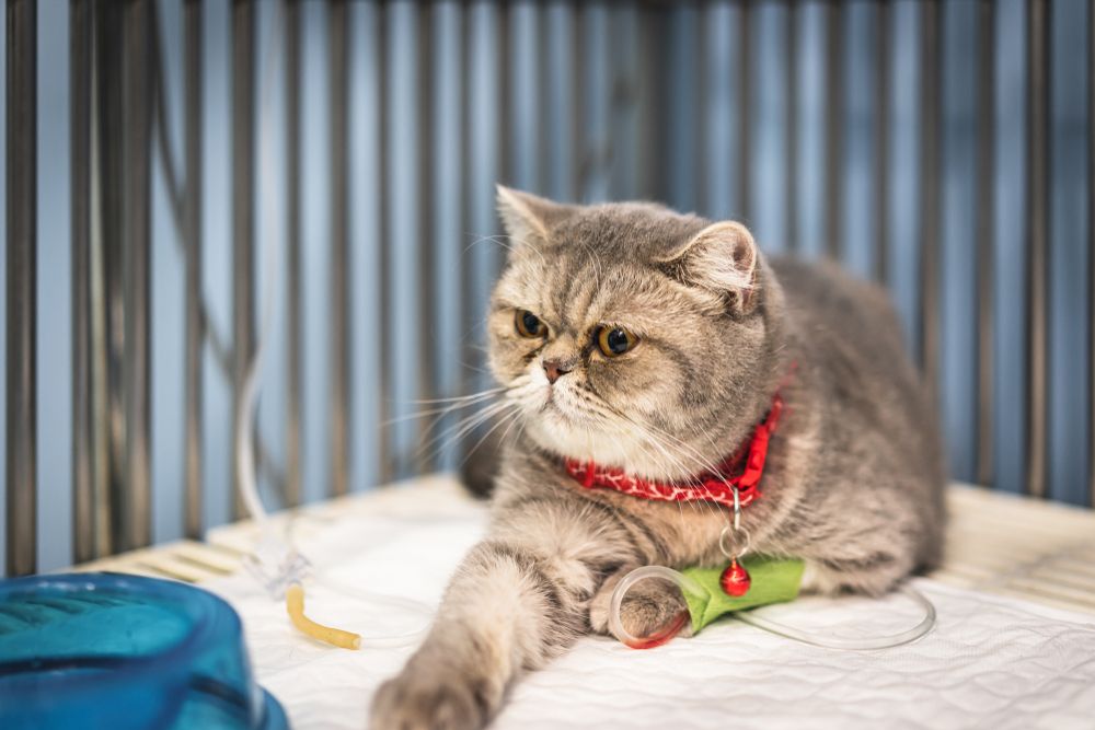 Um gato Scottish Fold recebendo fluidoterapia intravenosa em uma clínica veterinária.