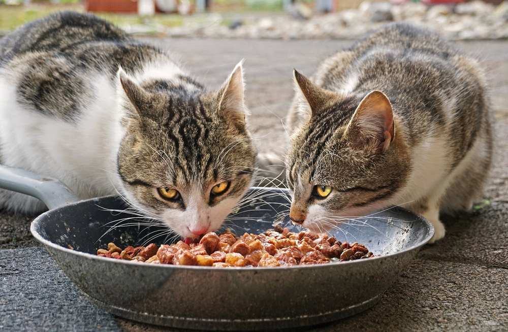 Dois gatinhos jantando em um ambiente agradável