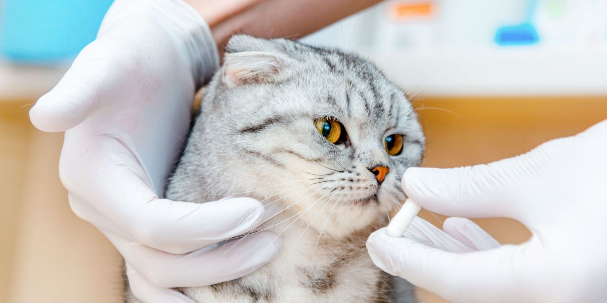 Veterinário dá remédio para gato