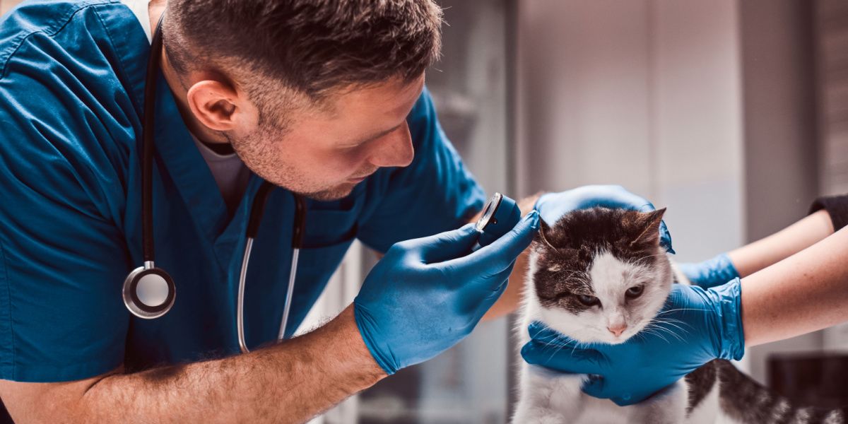 Imagem capturando um veterinário conduzindo um exame de infecção do ouvido médio de um gato