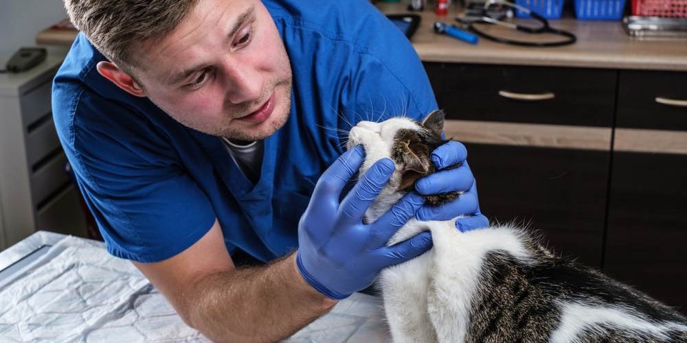 Veterinário examinando dentes de gato