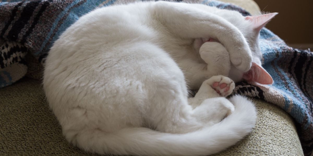 Gato branco enrolado em um sofá com patas cobrindo o rosto