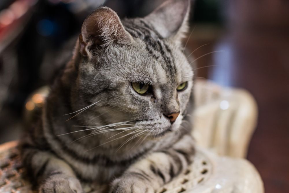 Um gato malhado cinza sentado em uma cadeira.