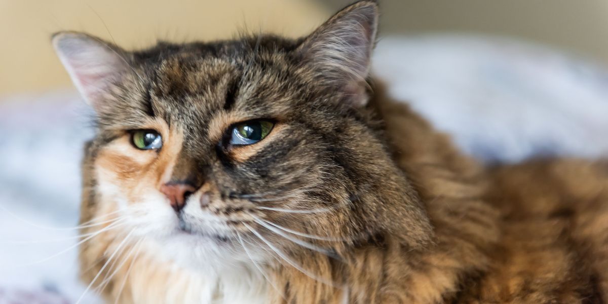 Foto de um gato Maine Coon malhado com uma terceira pálpebra visível