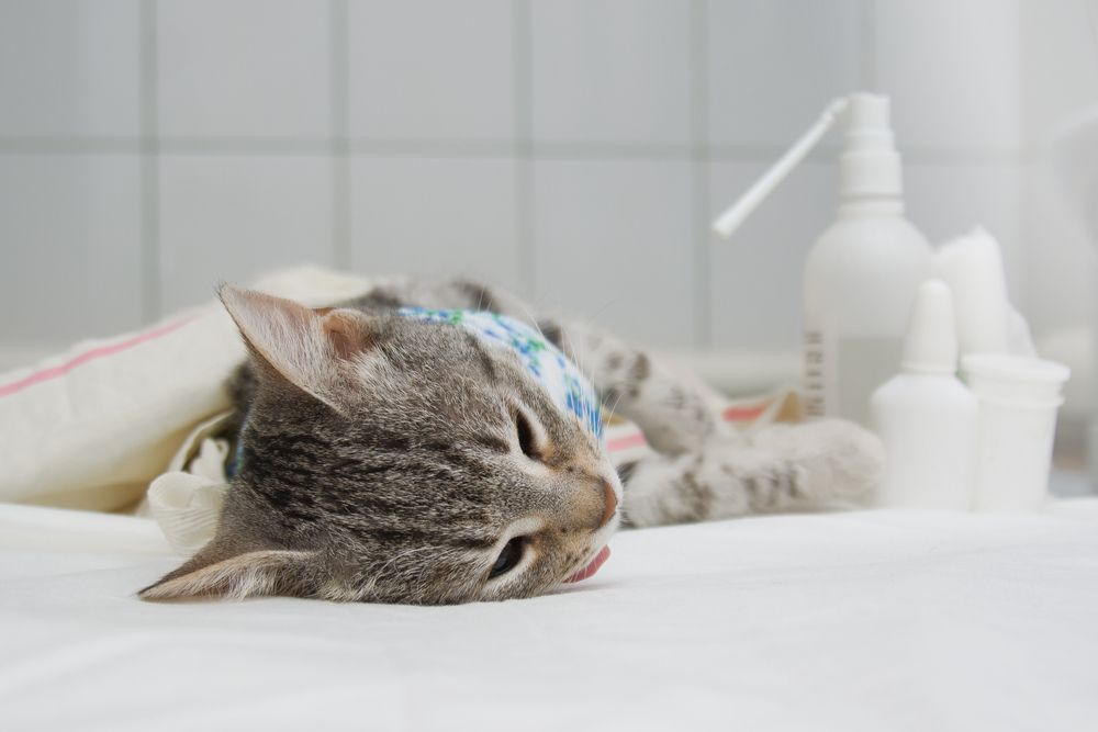 gato após uma operação de esterilização