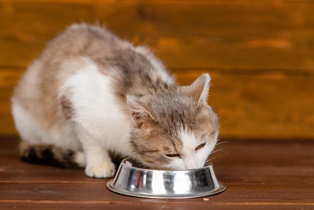 Gato comendo em uma tigela, uma parte típica e essencial da rotina diária de um gato