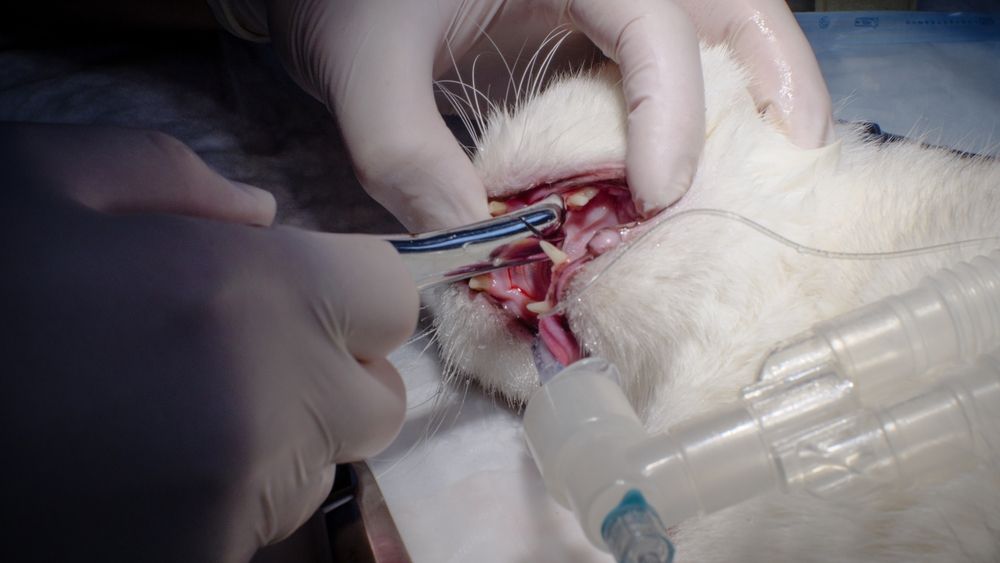 Foto capturando um gato submetido a extração dentária sob anestesia